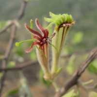 Taxillus courtallensis (Gamble) Danser